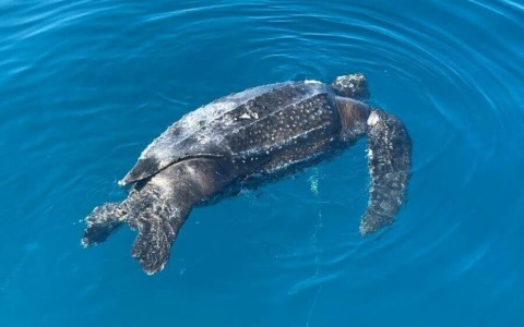 Sei tartarughe marine “Caretta caretta” ritrovate senza vita in Versilia: allerta per la fauna marina
