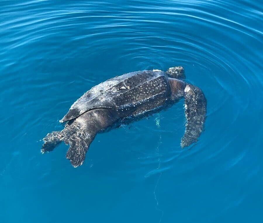 Sei tartarughe marine “Caretta caretta” ritrovate senza vita in Versilia: allerta per la fauna marina