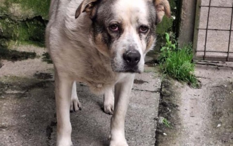 Terry, la canina dispersa nel bosco, salvata grazie a un drone termico