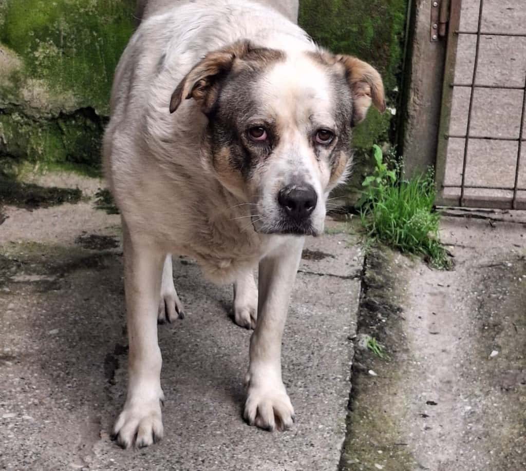 Terry, la canina dispersa nel bosco, salvata grazie a un drone termico